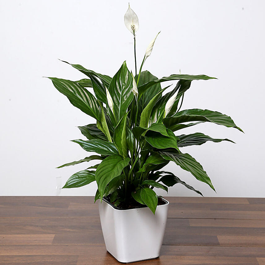 Amazing Peace Lily Plant: Feng Shui Plants