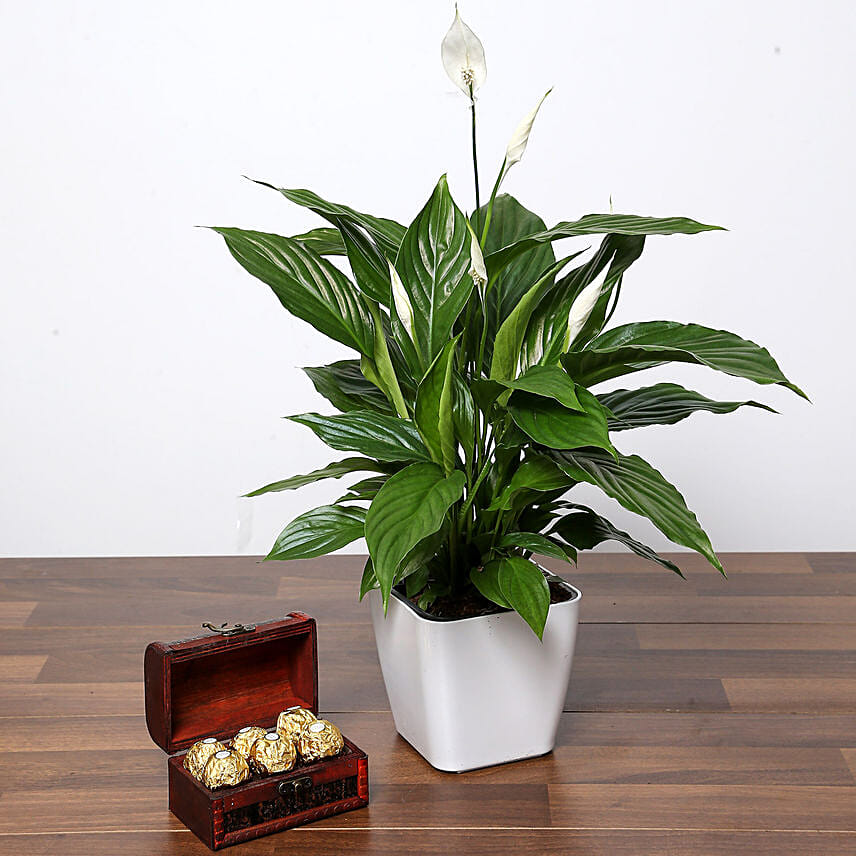 Amazing Peace Lily Plant and Chocolates: Best Chocolates in Singapore
