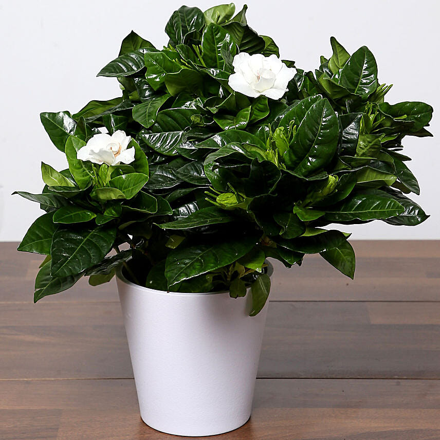 Beautiful Gardenia Jasmine Plant: Flowering Plants Singapore