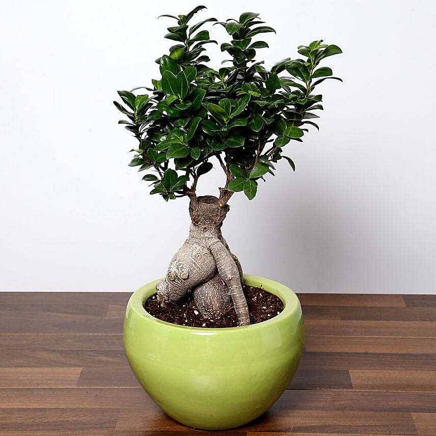 Bonsai Plant In Green Pot: Desktop Plants