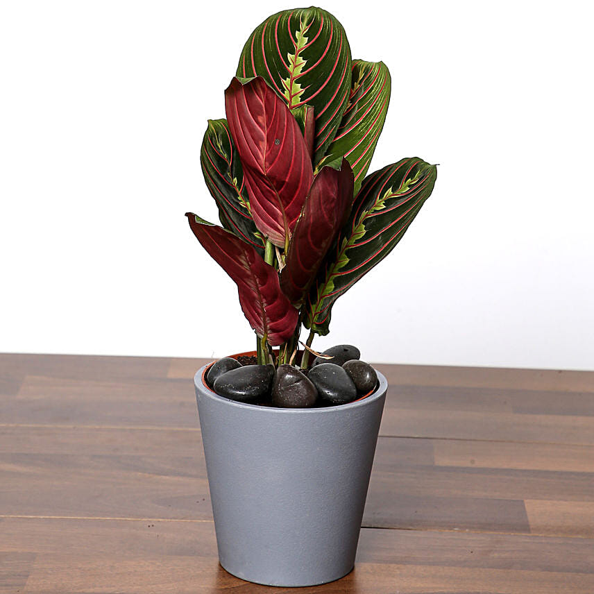 Calathea Plant In Grey Pot: Office Desk Plants