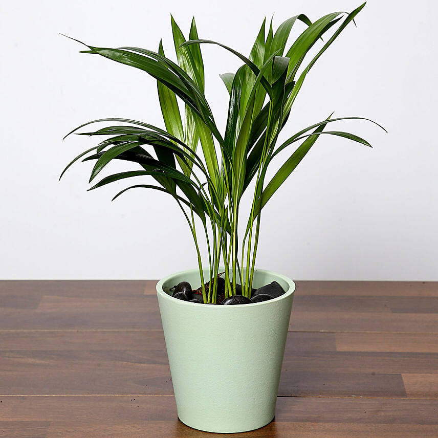 Chrysalidocarpus Plant In Green Pot: Office Desk Plants