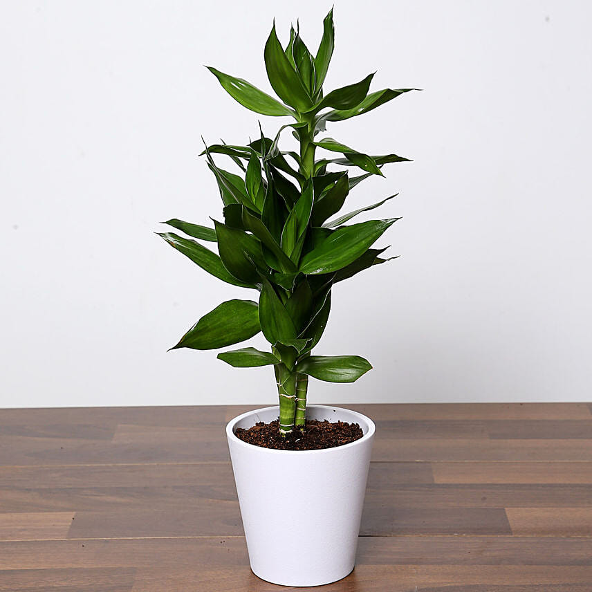 Dracaena Plant In White Pot: Desktop Plants