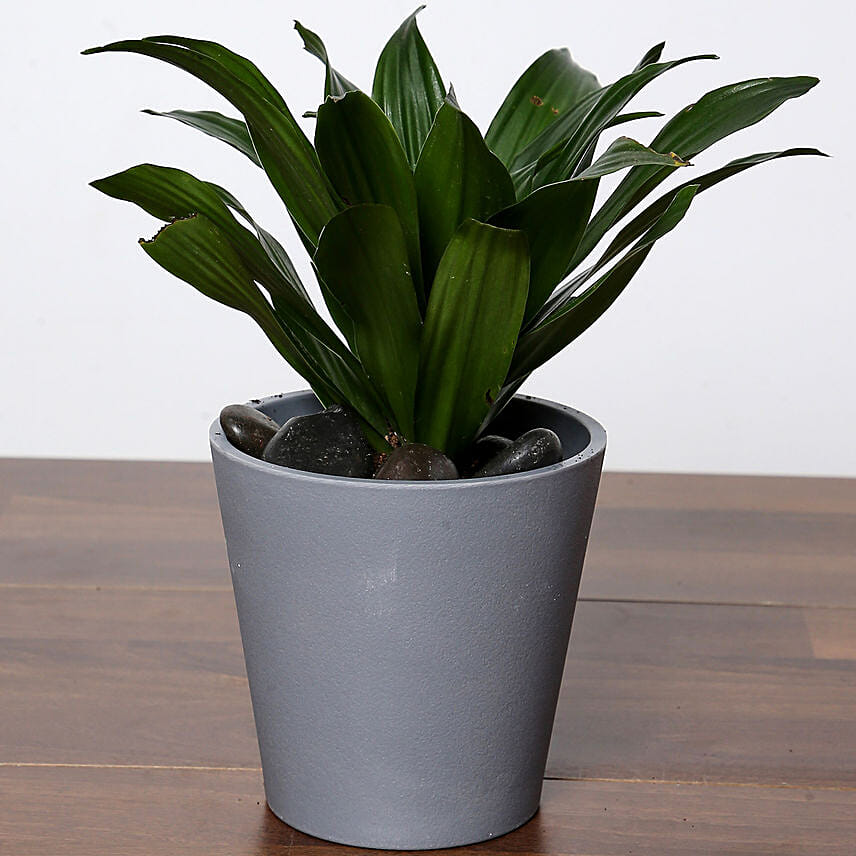 Dracaena Plant In Grey Pot: Good Luck Plants