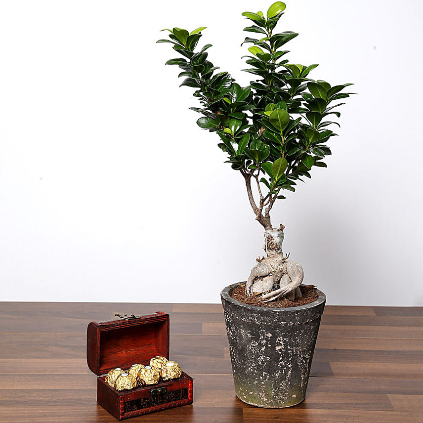 Ficus Bonsai Plant In Ceramic Pot and Chocolates: Best Chocolates in Singapore