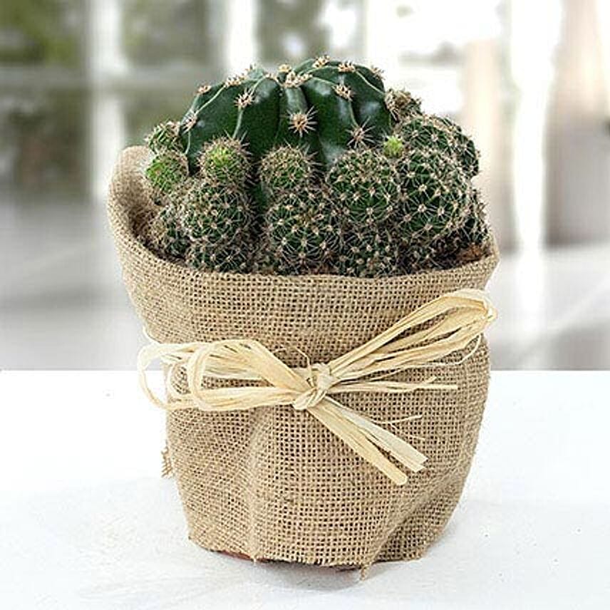 Elegant Cactus with Jute Wrapped Pot: Cactus and Succulent Plants