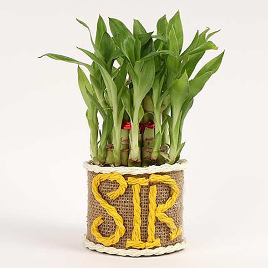Elegant Lucky Bamboo For Sir: Lucky Bamboo