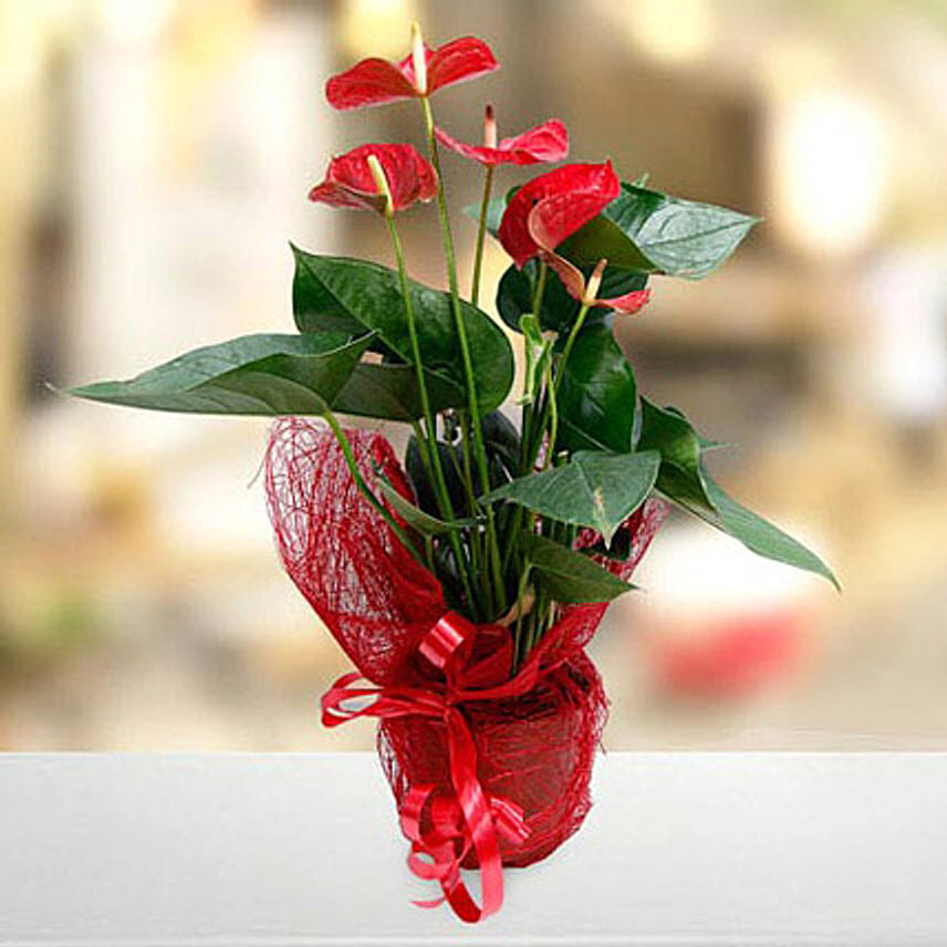 Fresh Flourish: Anthurium Plant