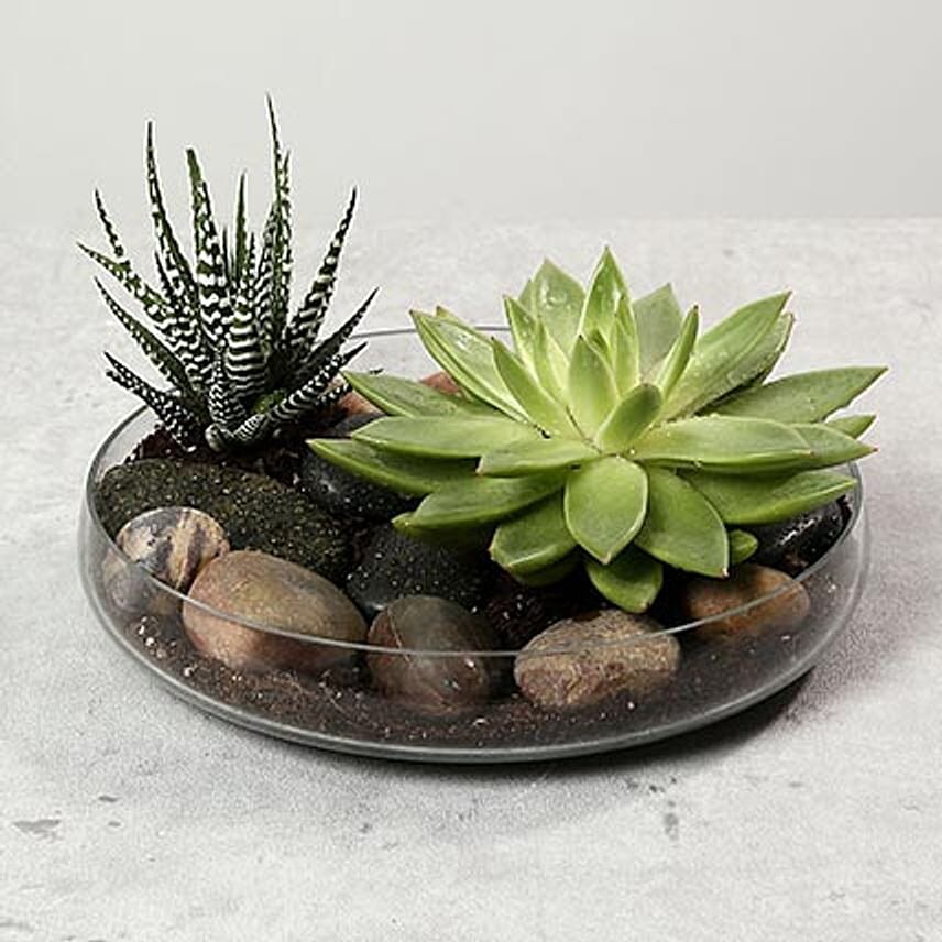 Green Echeveria and Haworthia with Natural Stones: Terrariums