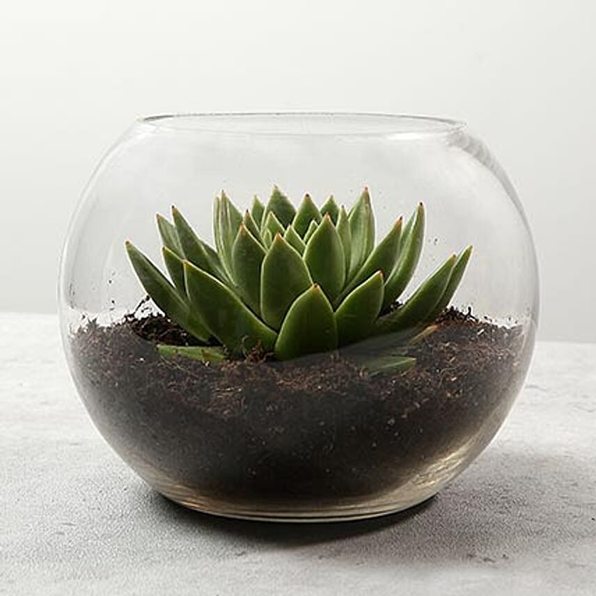 Green Echeveria in Fish Bowl: Plants 
