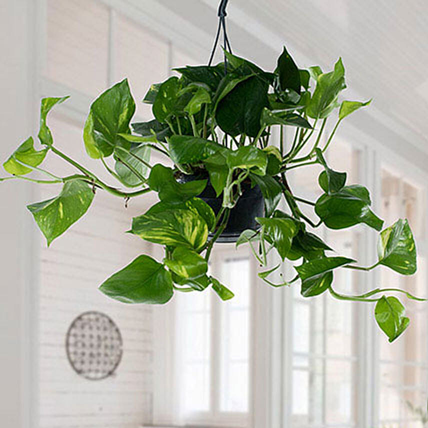 Hanging Epipremnum Aureum Plant: Money Plants