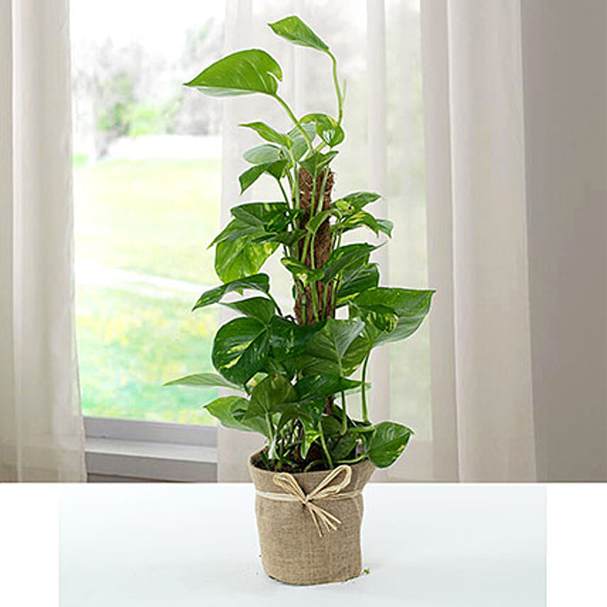 Jute Wrapped Epipremnum Aureum Plant: Feng Shui Plants