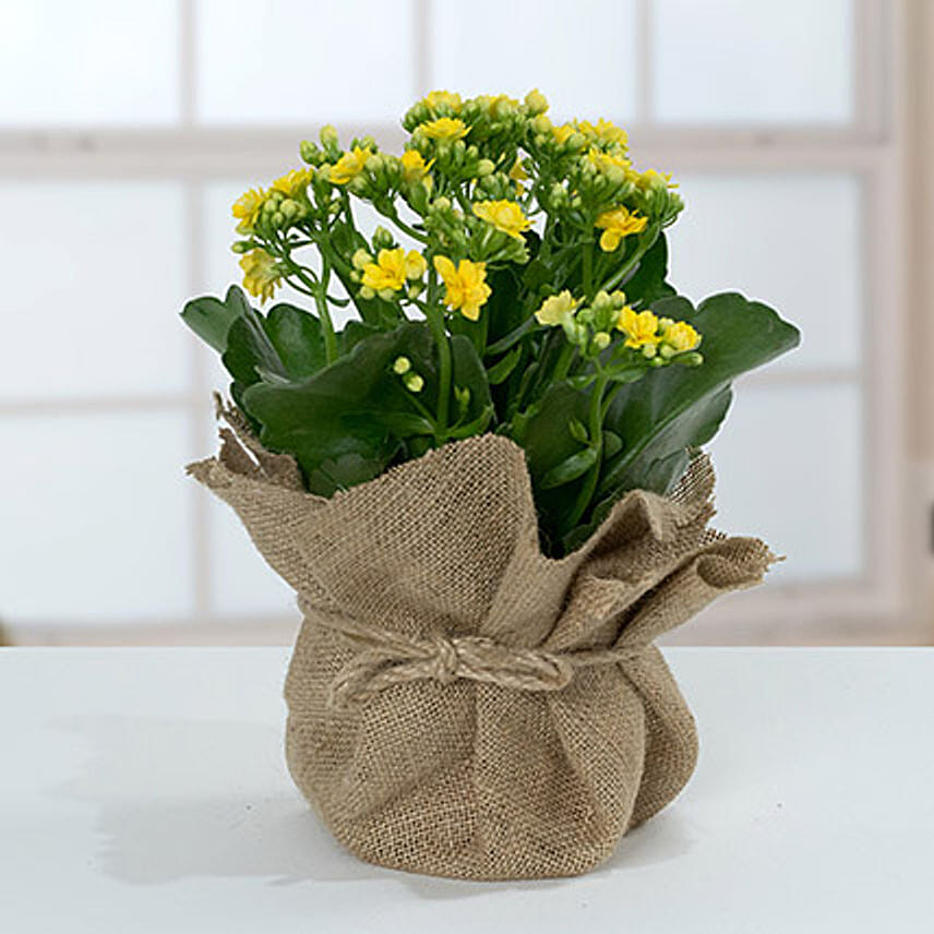 Jute Wrapped Yellow Kalanchoe Plant: Bonsai Plants