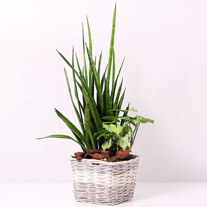 Basket of Sansevieria and Syngonium Plants: Gifts For Couples