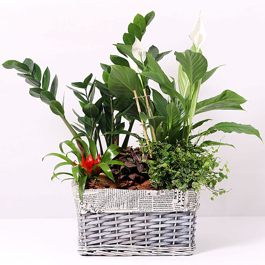 Beautiful Green Garden Basket: Gifts For Couples