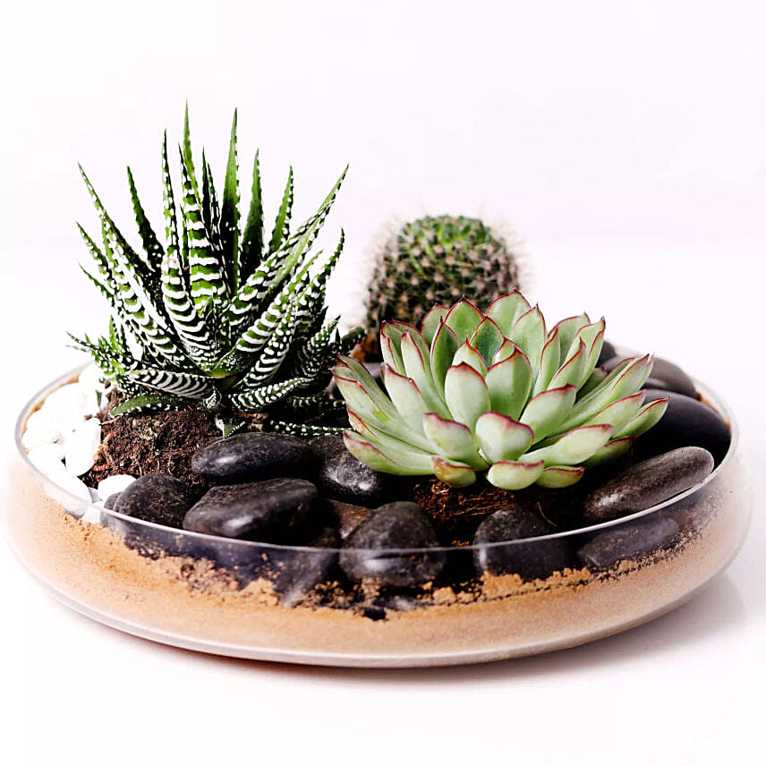 Combo of 3 Plants In Clear Glass Platter: Buy Plants