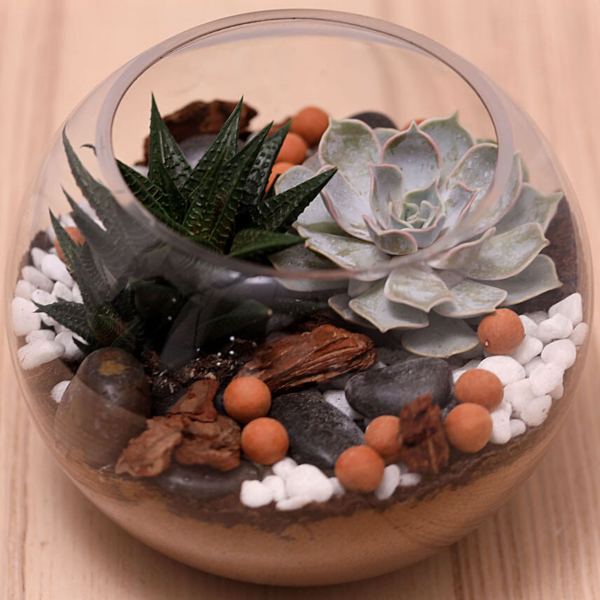Decorative Succulents In Fish Bowl: Couple Gifts 