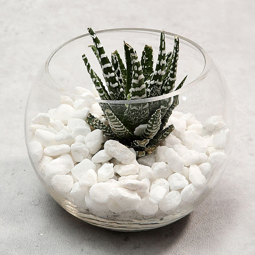 Haworthia in Fish Bowl: Terrariums
