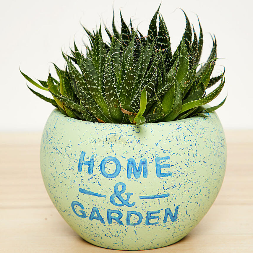 Gaster Haworthia Plant: Plants 