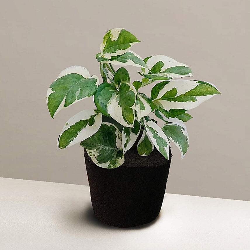 Foliage Epipremnum Plant: Friendship Day Gifts