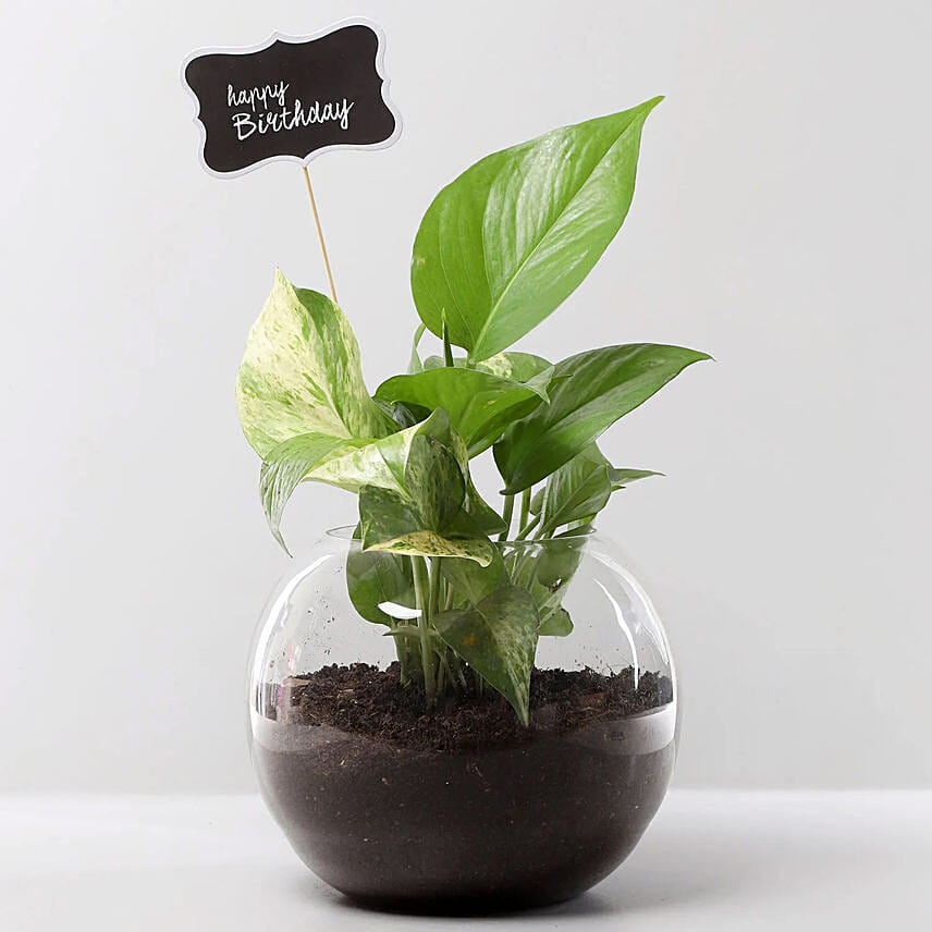 Birthday Money Plant: Plant Combo Gifts