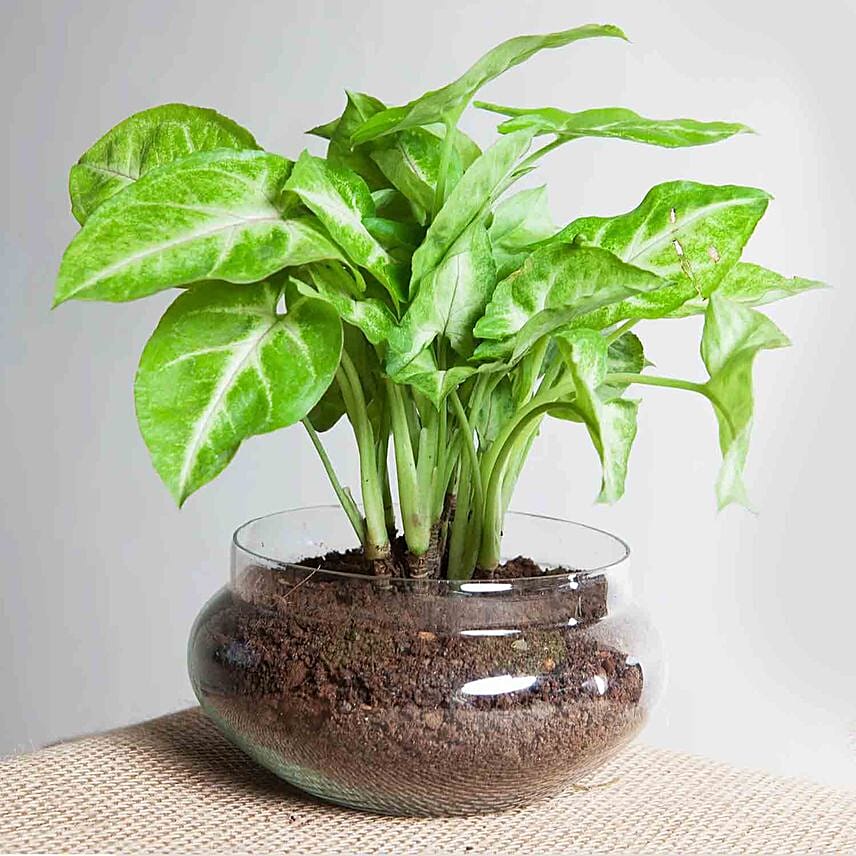 Golden Money Plant Potpourri Vase Combo: Plant Combos