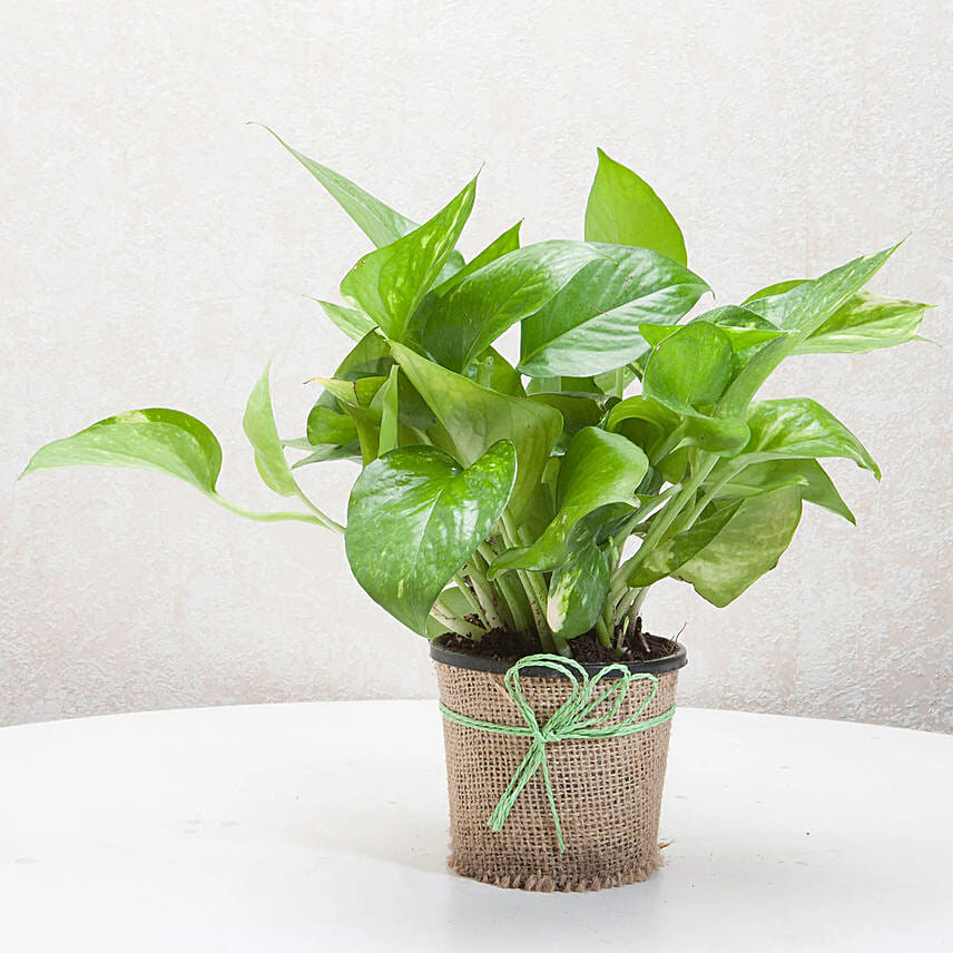 Green Money Plant Combo: Money Plants