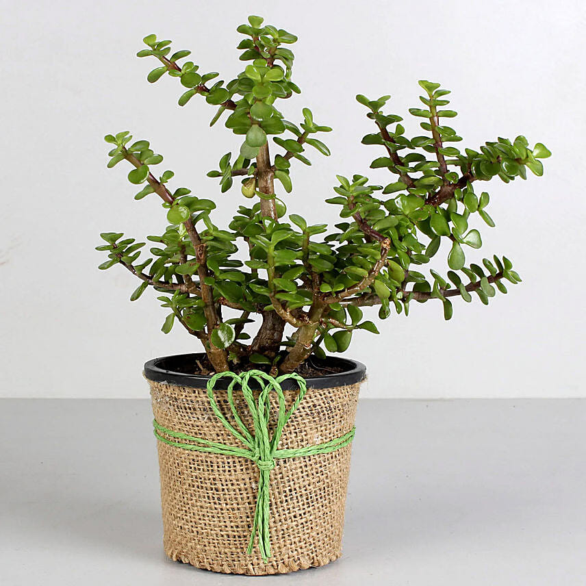 Jade Plant Combo: Jade Plant Singapore