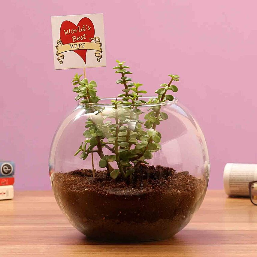 Jade Plant Combo For Best Wife: Plant Combos