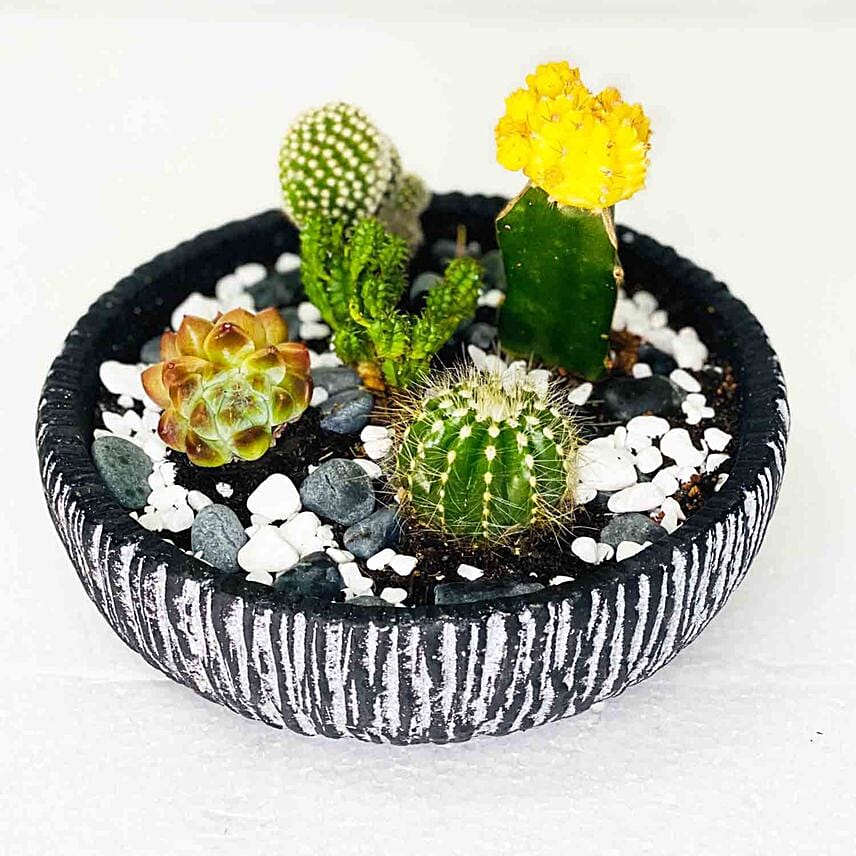Cactus & Echeveria In Ceramic Bowl: Indoor Plants Singapore