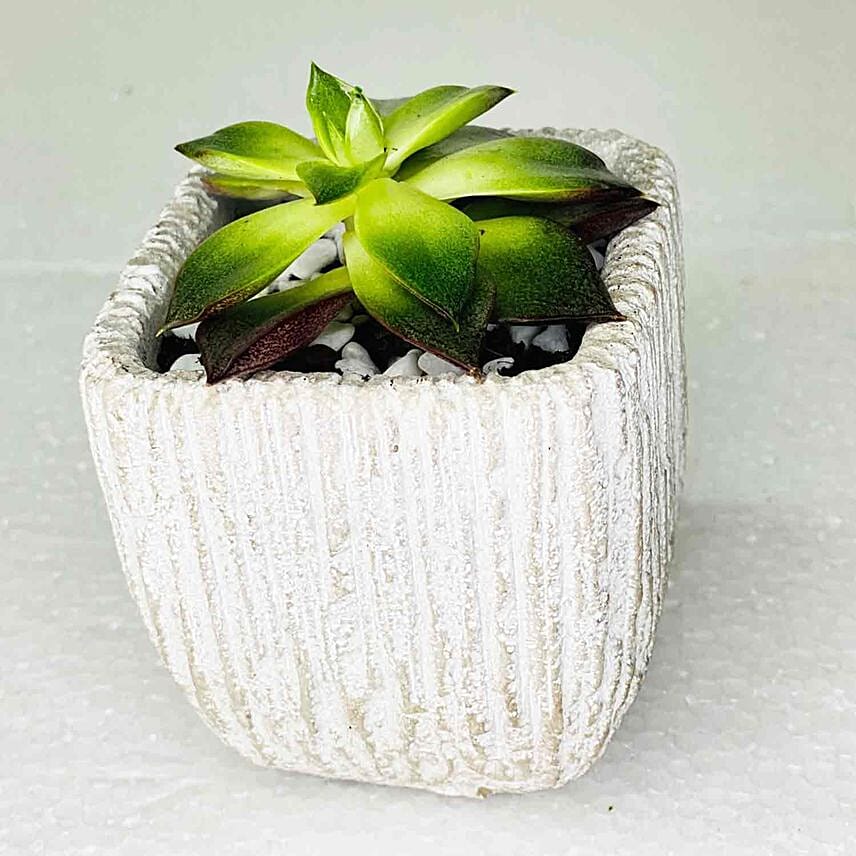 Echeveria Plant In Ceramic Pot: Indoor Plants