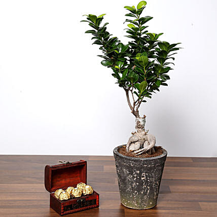 Ficus Bonsai Plant In Ceramic Pot and Chocolates: Bonsai Singapore