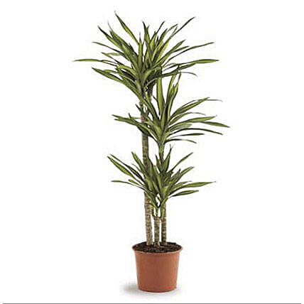 Dracaena Rikki: Christmas Gifts for Family