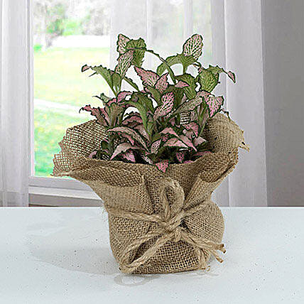 Fittonia Plant with Jute Wrapped Pot: Christmas Gifts for Family