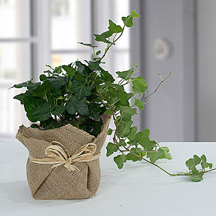 Hedera Plant with Jute Wrapping Pot: Family Christmas Gifts