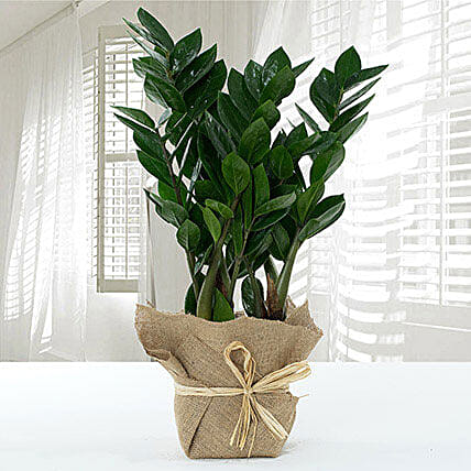 Jute Wrapped Zamia Potted Plant: Family Christmas Gifts