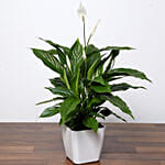 Amazing Peace Lily Plant