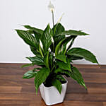 Amazing Peace Lily Plant