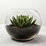 Green Echeveria in Fish Bowl