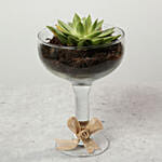 Green Echeveria with Natural Stones