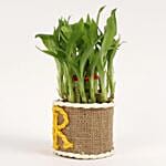 Elegant Lucky Bamboo For Sir
