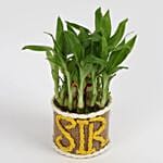 Elegant Lucky Bamboo For Sir