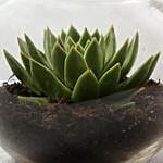 Green Echeveria in Fish Bowl