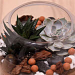 Decorative Succulents In Fish Bowl