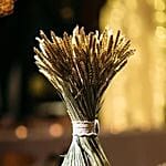 Dried Wheat Sheaf