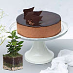 Ficus Compacta Terrarium & Chocolate Cake