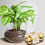 Golden Money Plant Potpourri Vase & Chocolates