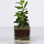 Gorgeous Ficus Compacta Terrarium