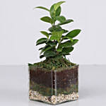 Gorgeous Ficus Compacta Terrarium