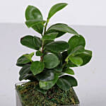 Gorgeous Ficus Compacta Terrarium